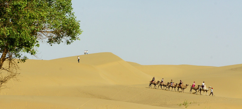 罗布泊沙漠骆驼
