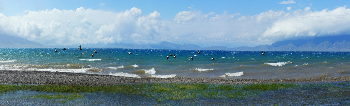 赛里木湖候鸟