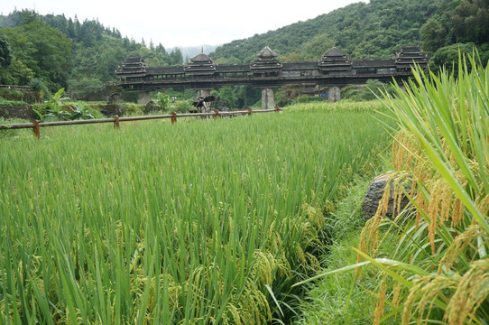 风雨桥