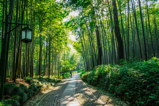 竹林小道