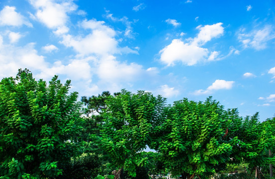 蓝天白云与绿树