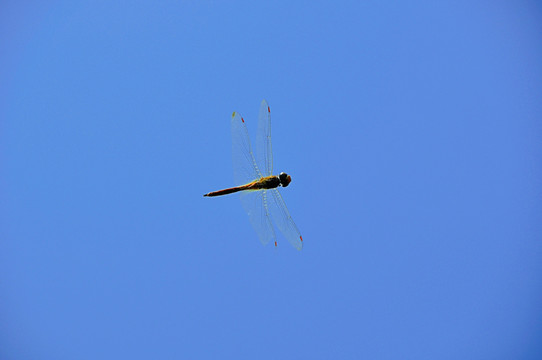 蓝天中飞舞的蜻蜓