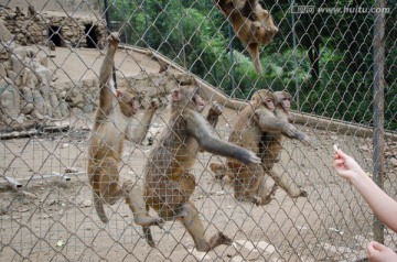 猕猴抢食