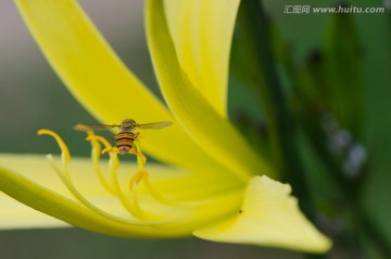 蜜蜂采蜜