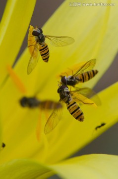 蜜蜂 黄花菜