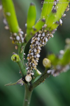 蚜蟲危害黃花菜