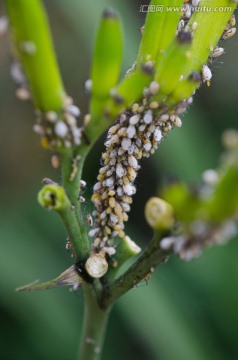 蚜虫危害黄花菜