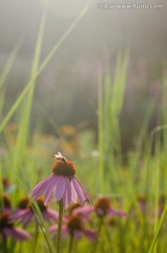 野菊花