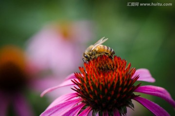 蜜蜂采蜜野菊花