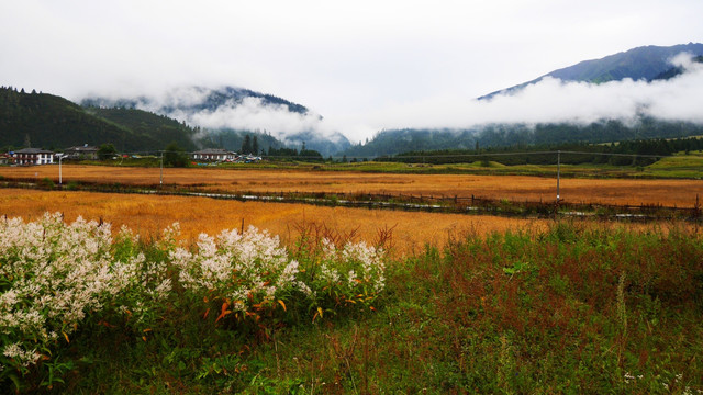 西藏田园风光