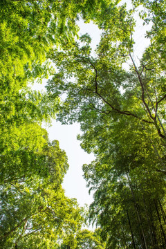 夏天树叶 竹叶