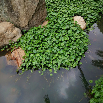 水生植物