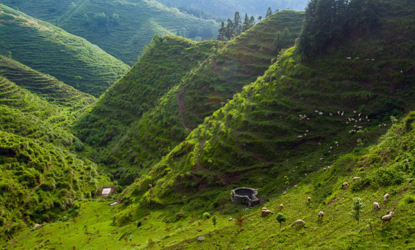 高山牧场