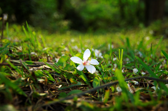 落花