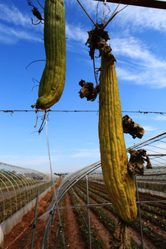 丝瓜 蔬菜 瓜果