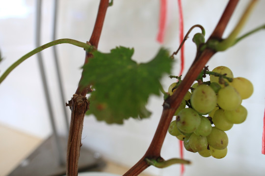 葡萄栽培 葡萄
