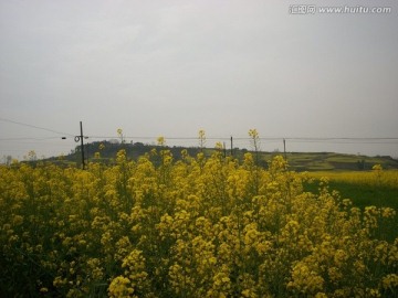 汉中油菜花