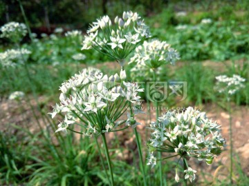 韭菜花 韭菜 白色花