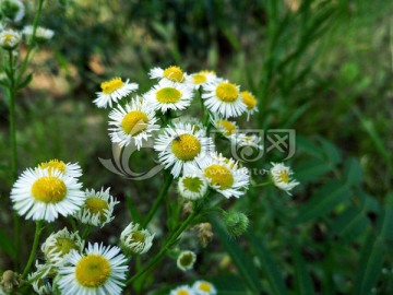 野花 小白花