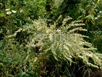 野花 小白花