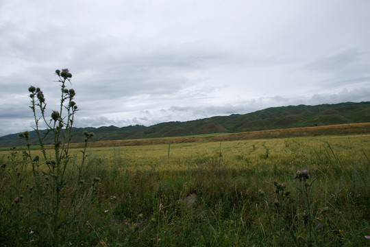 高山田野