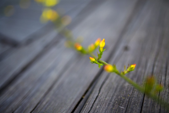 迎春花