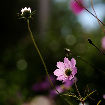 粉红花