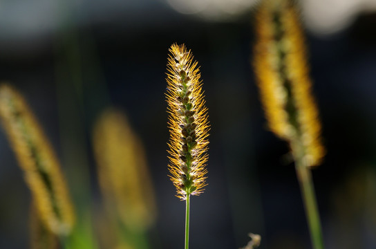 狗尾草