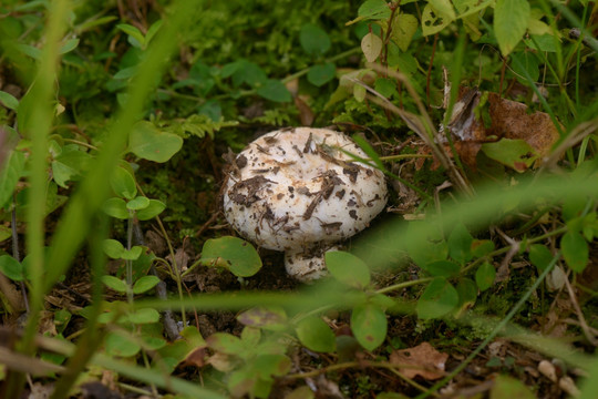 野生菌