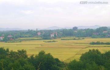 秋天田野