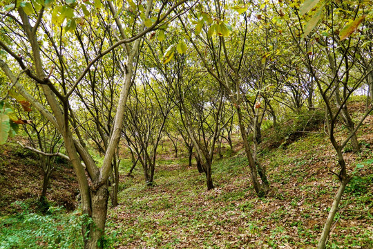 板栗树林