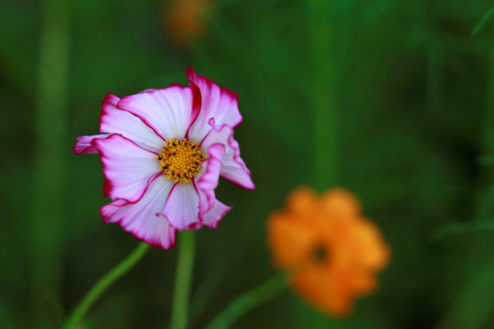 波斯菊