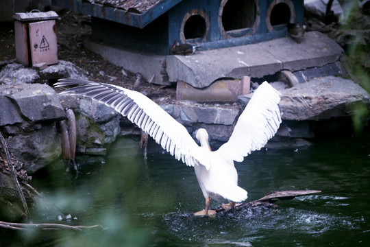 鹈鹕 北京动物园 鸟