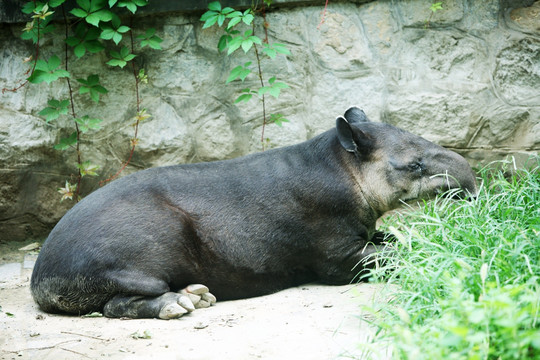 貘 野獸 飼養(yǎng) 動物 皮毛