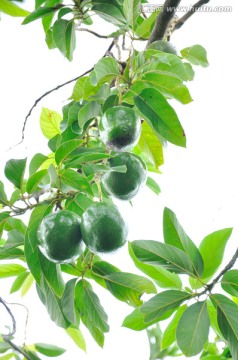 鱷梨