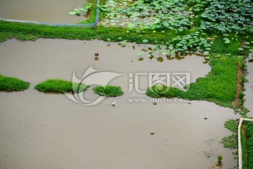 桂林风光-会仙湿地