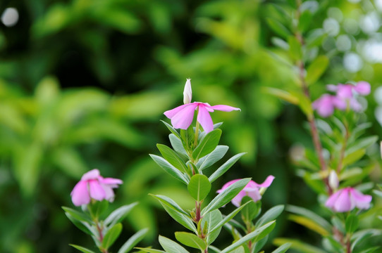 长春花