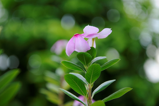 长春花