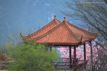 春天的花开