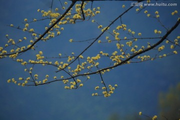 茱萸花