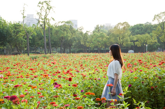 菊花丛中女人