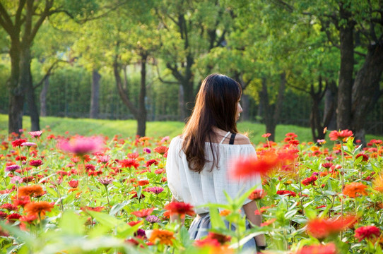 菊花丛中女人