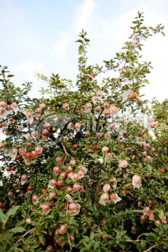 苹果树 苹果园