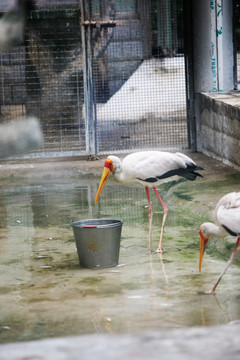 鹤 鸟类 动物园 寿