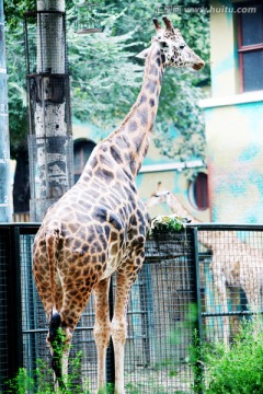 长颈鹿 北京动物园 动物