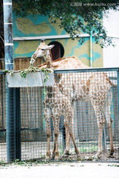 长颈鹿 北京动物园 动物