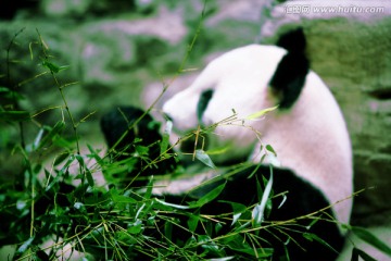 国宝 熊猫 北京动物园 动物