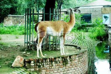 羊駝 動物
