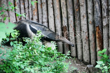 食蚁兽 北京动物园 动物