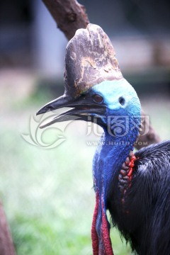 雙垂鶴駝 北京動物園 鳥類